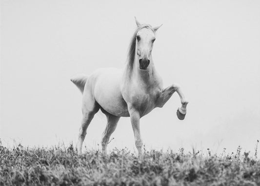 een kort verhaal over witte schoonheid | Canvas