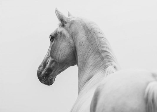 een kort verhaal over een geschoren paard | Canvas