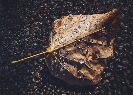Blad | Behang