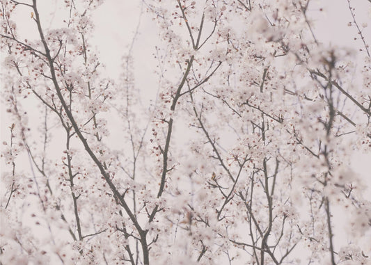 Lentebloesems | Canvas