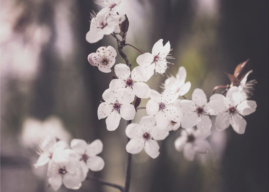 Bloesems | Canvas