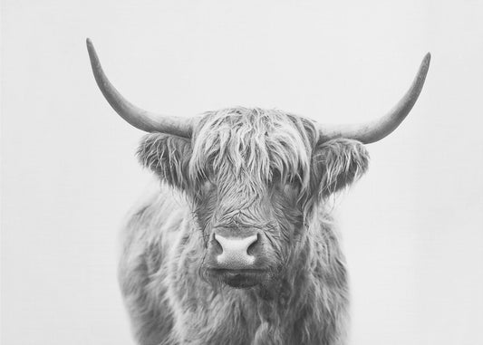 Hooglander | Canvas