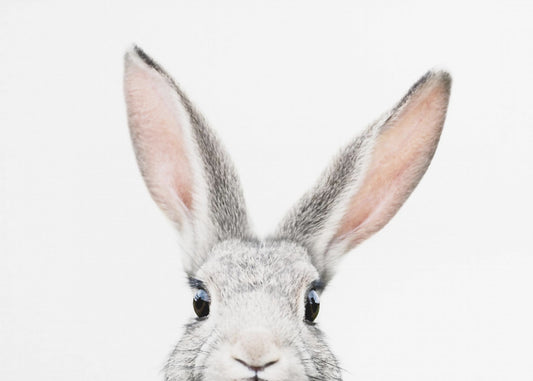 Glurende Bunny | Poster
