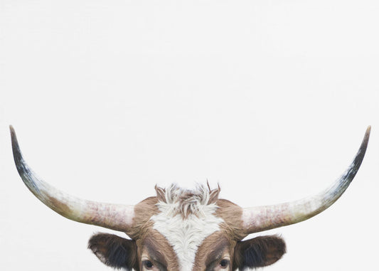 Glurende Longhornkoe | Canvas