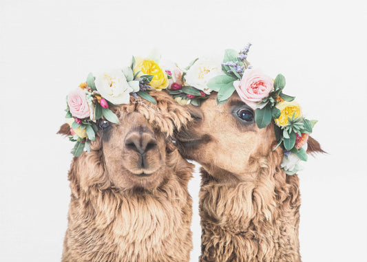Boho Alpaca's | Canvas