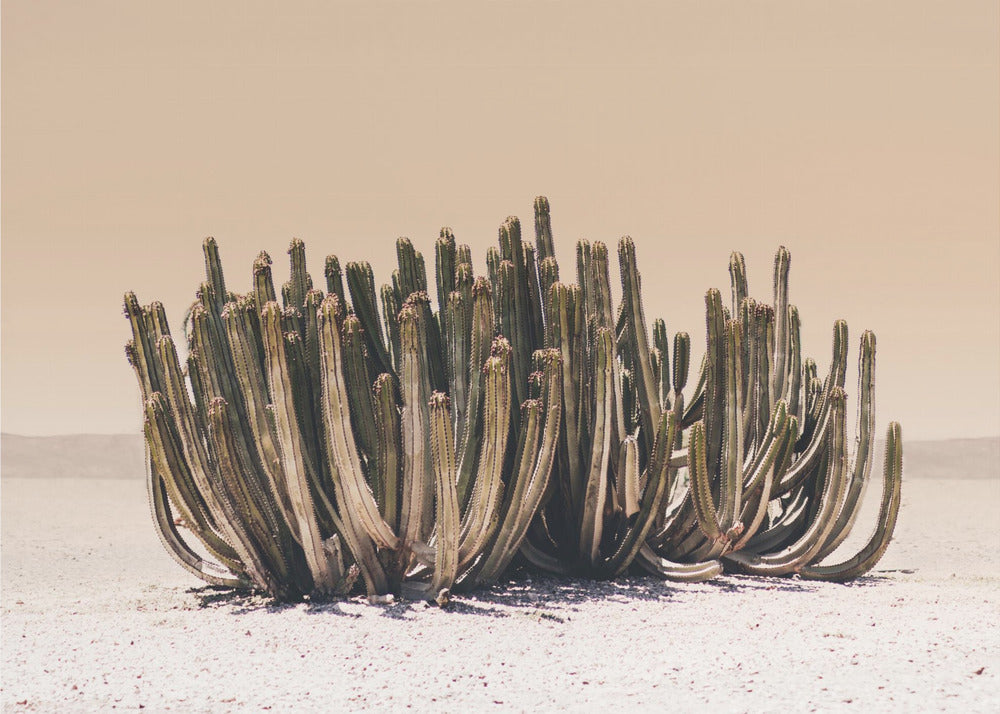 Perzikhemelcactus | Canvas