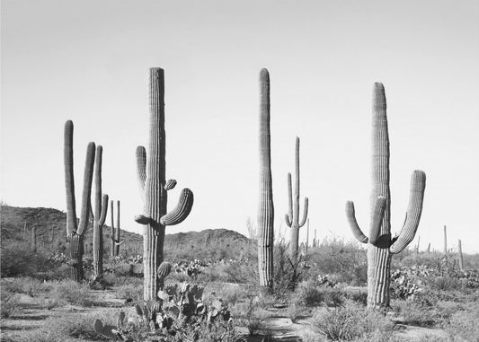 Grijs Cactusland | Canvas