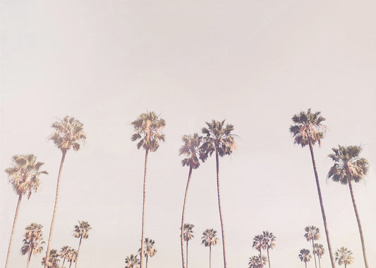 Zonnige Californische palmbomen | Canvas