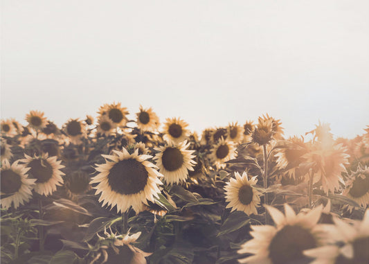 Zonnebloemen | Canvas