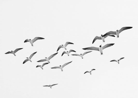 Vliegende vogels | Canvas