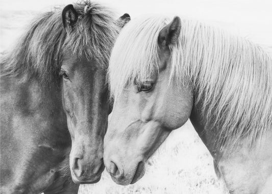 Paardenliefde | Canvas