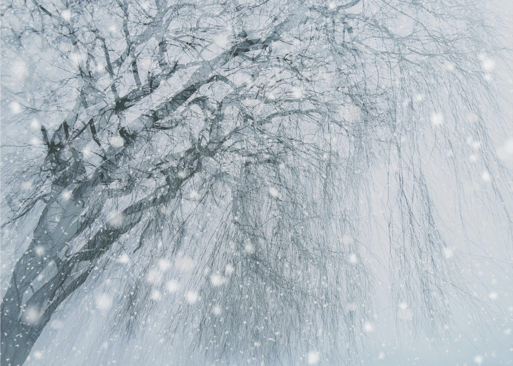 Winterboom | Behang