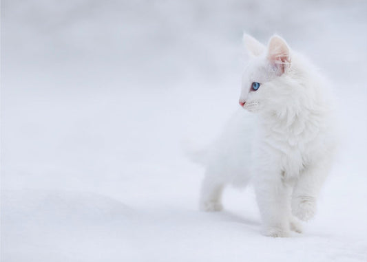 Wit als sneeuw | Canvas