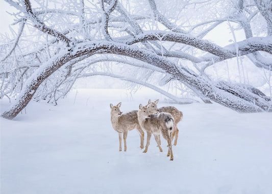 Hertenwandeling in de sneeuw | Behang