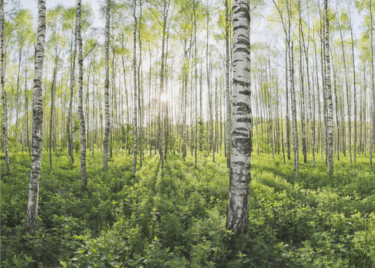 Lente in het berkenbos | Poster