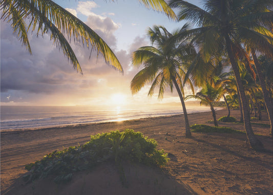 Good Morning Paradise | Wallpaper
