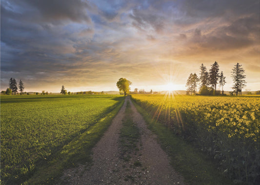Zomerweide | Canvas