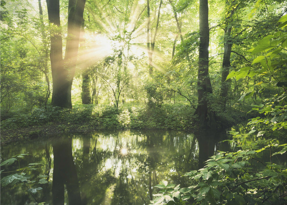 Groen Park | Behang