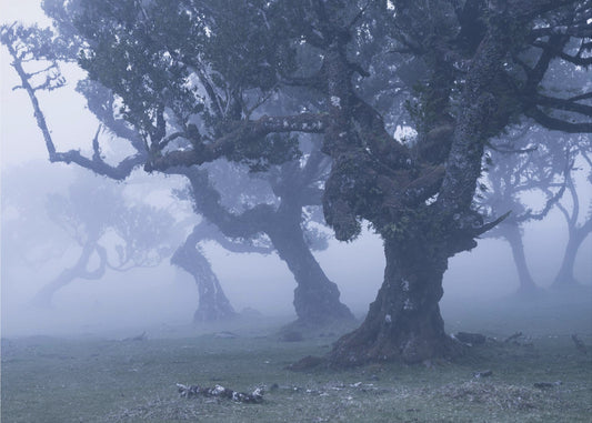 Blue Woods | Behang