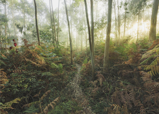 Mistige bossen II | Canvas