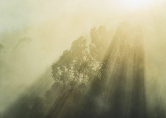 Foggy Woods III | Achtergrond