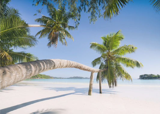 Tropische palm | Poster