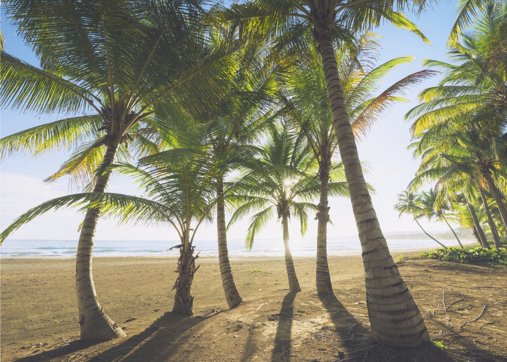 Tropical Morning | Canvas