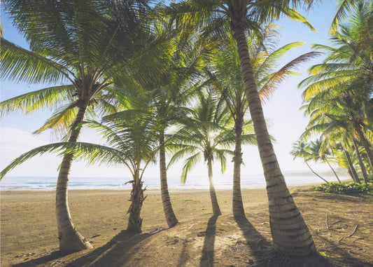 Tropical Morning | Canvas