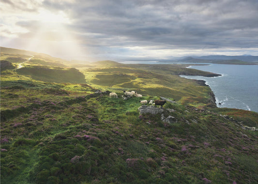 Good Morning Ireland | Canvas