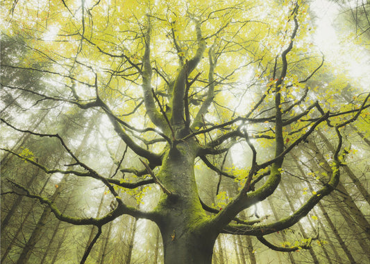 De Droomboom | Behang