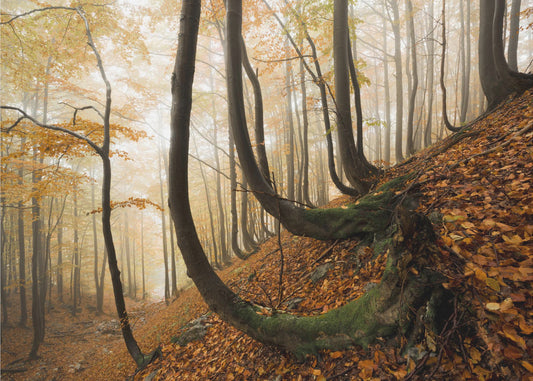 Mystiek herfstbos | Behang