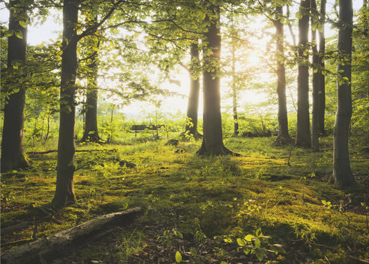Zomer in het bos | Behang