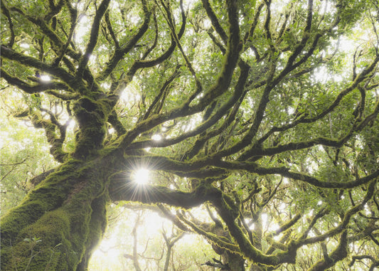 Groene Ster | Behang