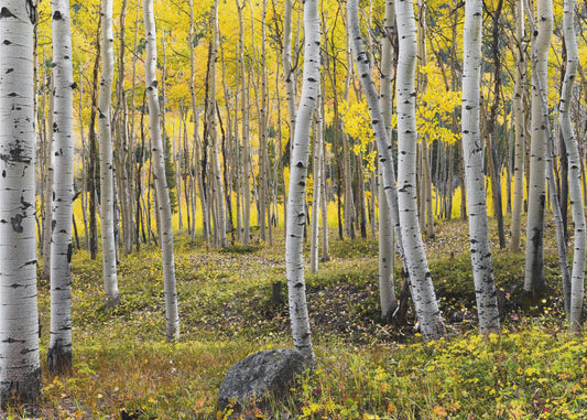Autumn Birchs | Wallpaper