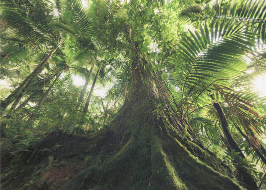 Walking in the Jungle | Wallpaper