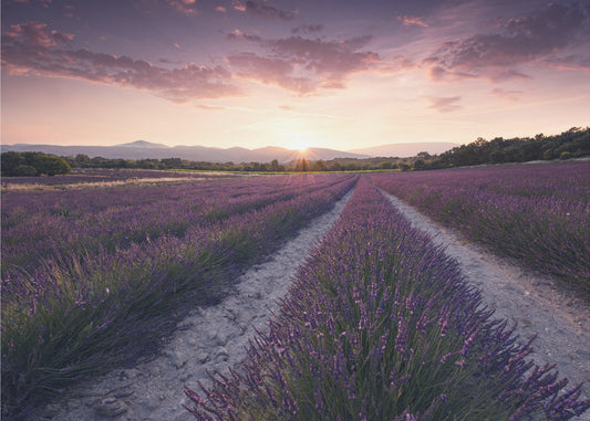 Paarse Provence | Canvas
