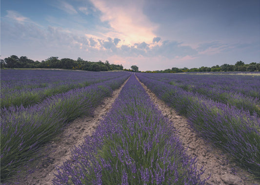 Blauwe Lavendel | Canvas