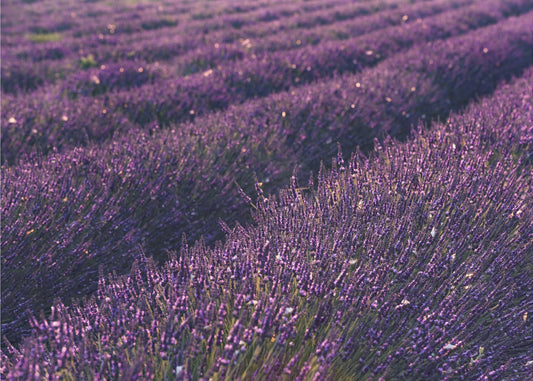 Provence Lavendel | Canvas