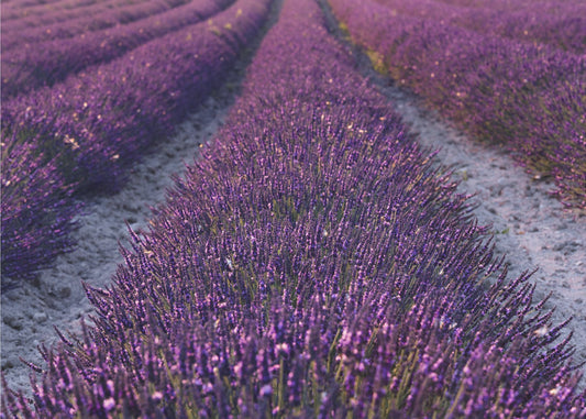 Lavendel Detail | Canvas
