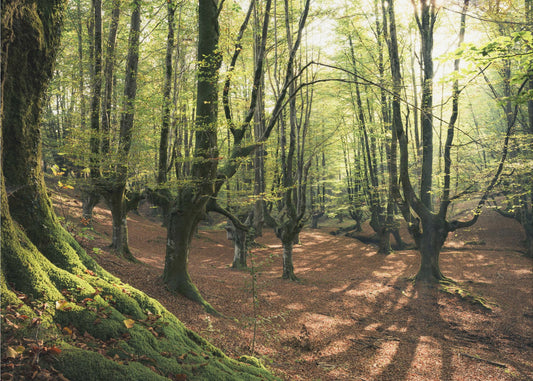 Forest Love | Wallpaper