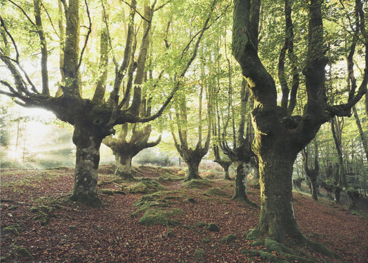 Magisch Bos | Canvas