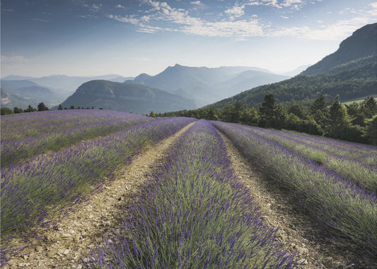 Lavender Hills | Wallpaper