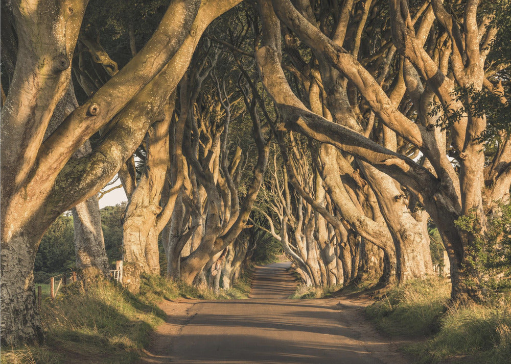 The Avenue | Behang