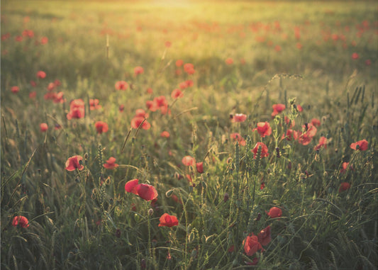 Poppy World III | Achtergrond