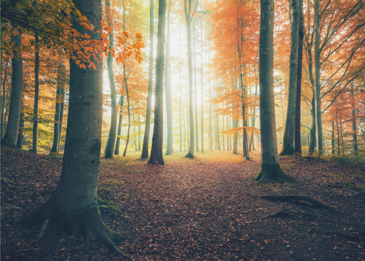 Herfst in het bos | Canvas