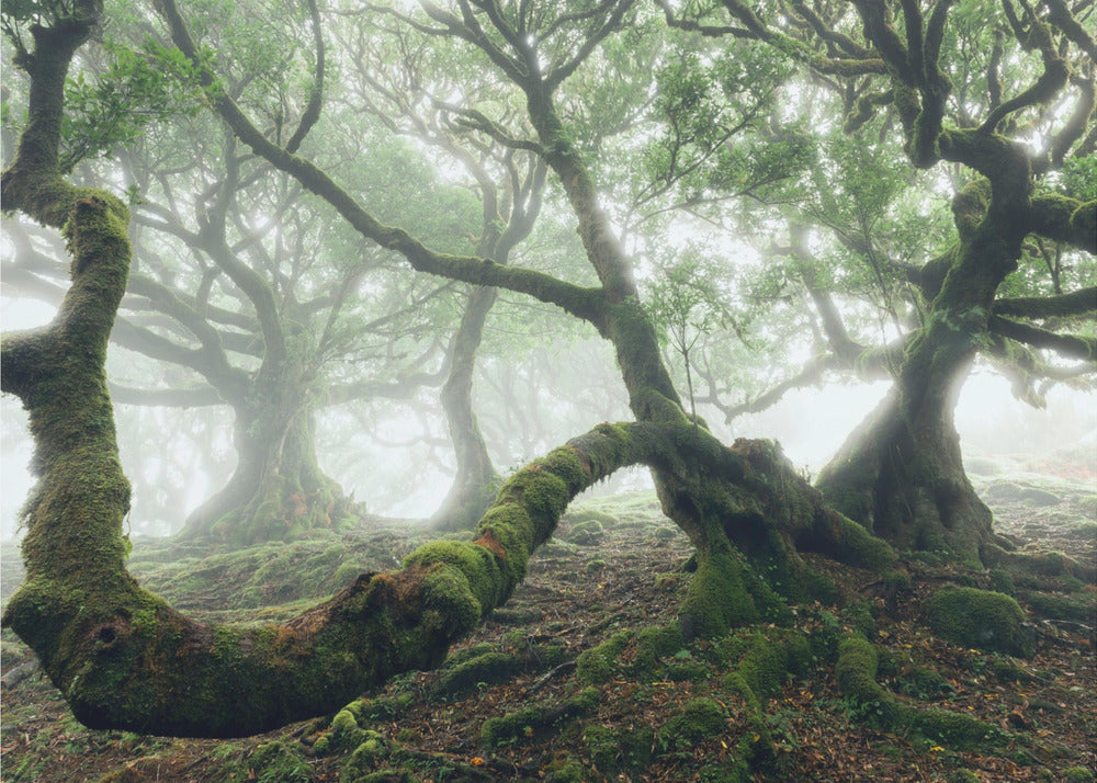Mystiek Laurierbos | Achtergrond