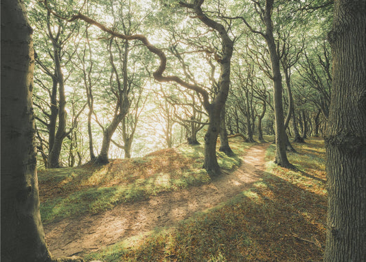 Magisch beukenhout | Canvas