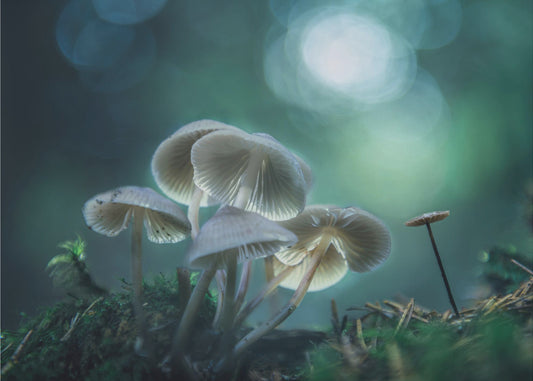 Forest Dreams | Wallpaper