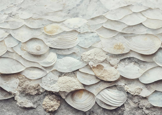 Shell Harmony Wall | Poster