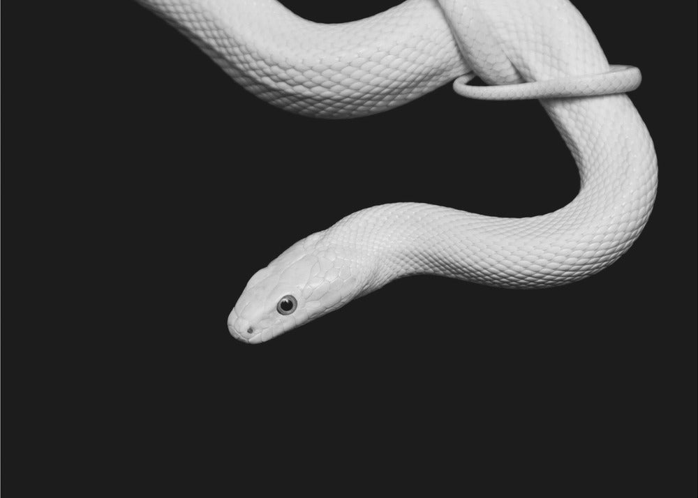 Slang Blanc | Poster